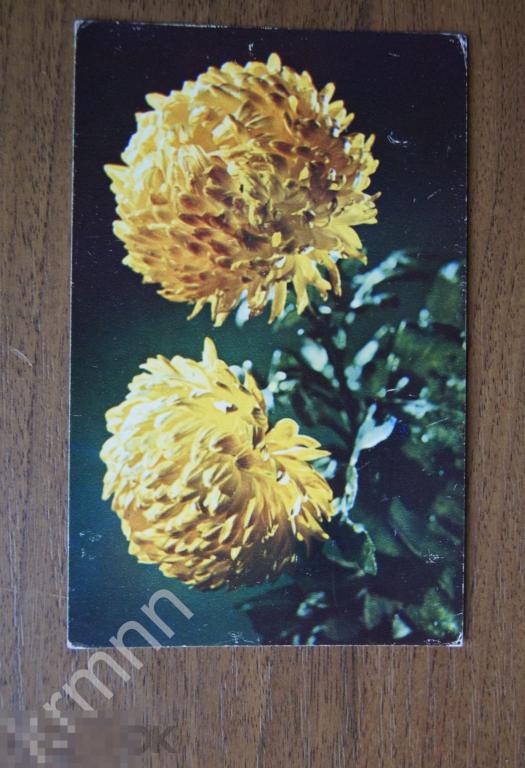 Открытка Хризантема Петанг  К185 