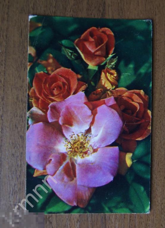 Открытка Букет роз (чистая) К187 