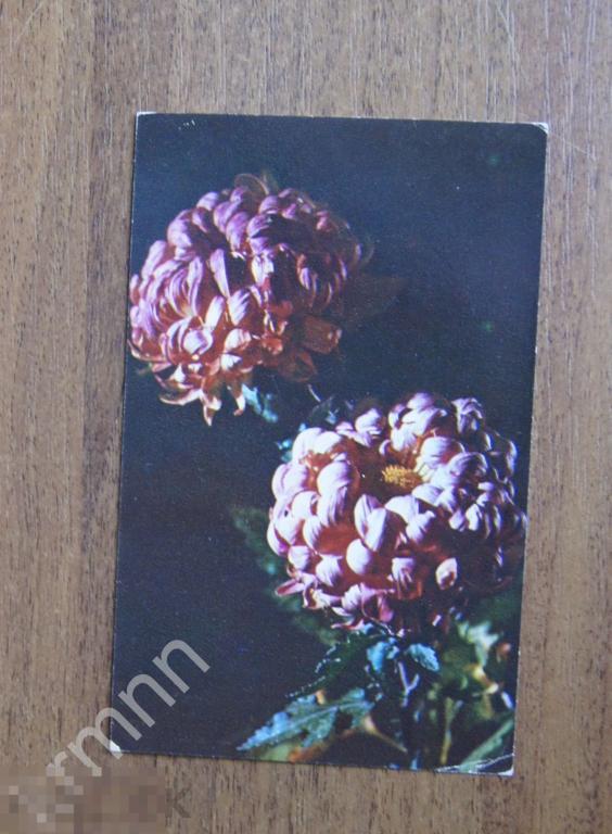 Открытка Цветы Хризантема чистая К617 