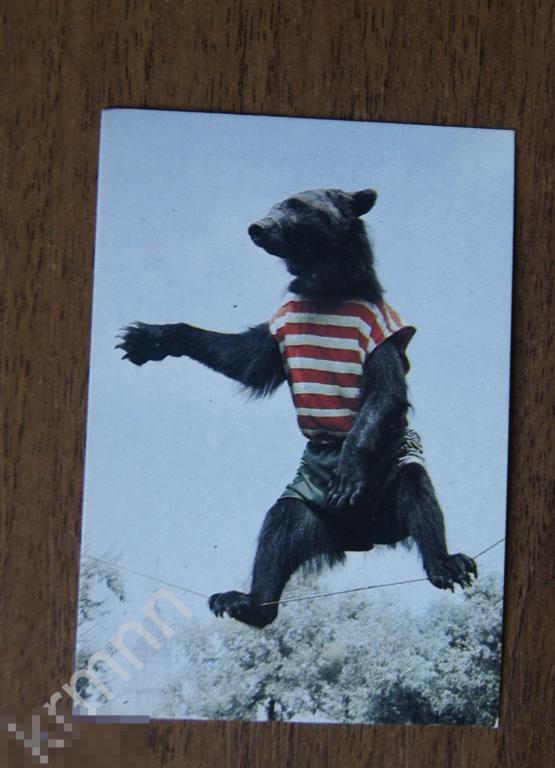 Календарик карманный. Цирк. Медведь на канате 1986 год ПК11/3 