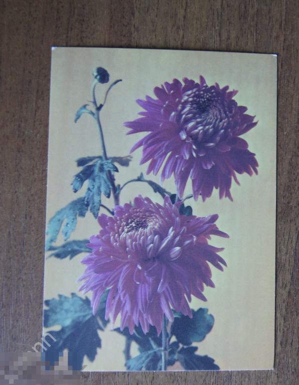 Открытка. Цветы Хризантемы чистая К594 