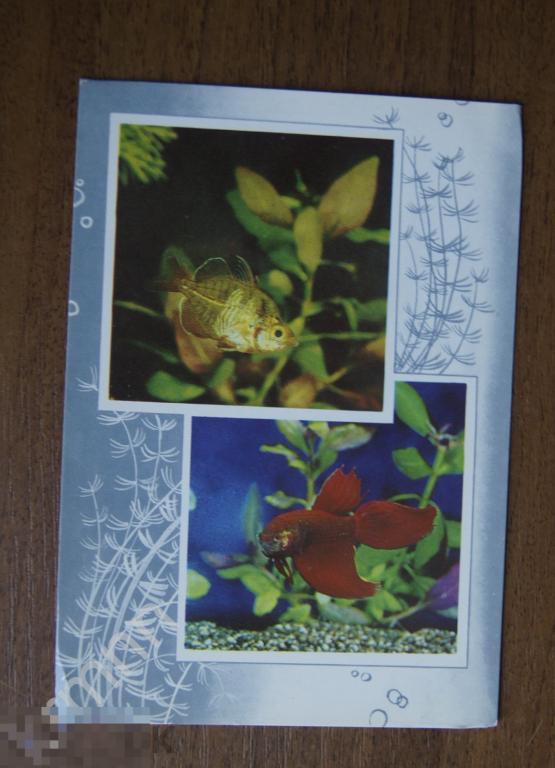 Открытка. Аквариумные рыбки. Стеклянный окунь, Петушок К331 