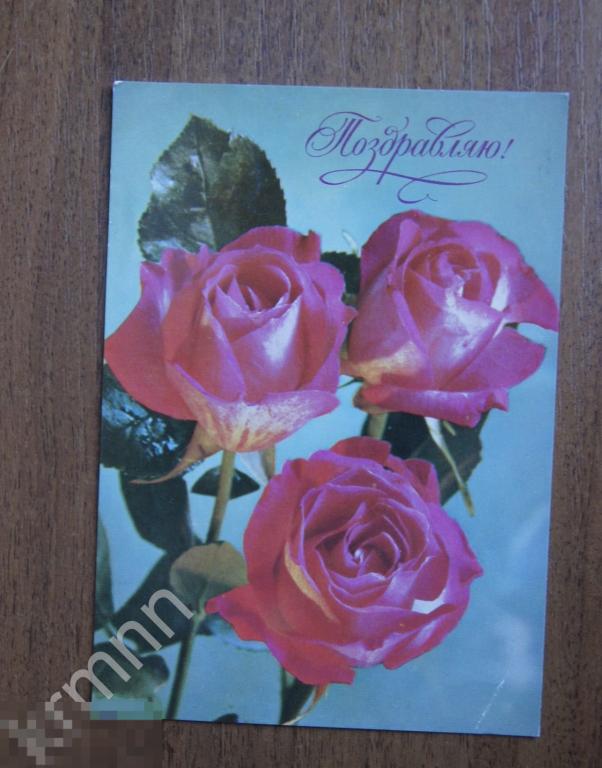 Открытка.Цветы Поздравляю розы Костенко  чистая К424 