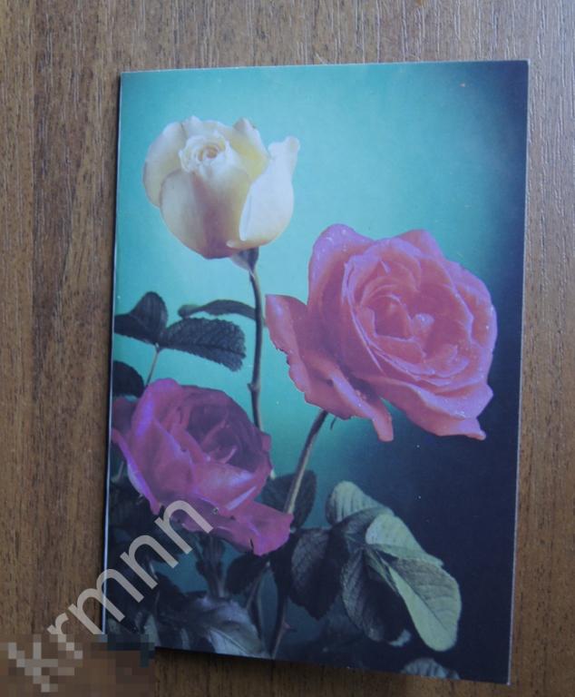 Открытка. Розы. Поздравляю Костенко чистая К446 