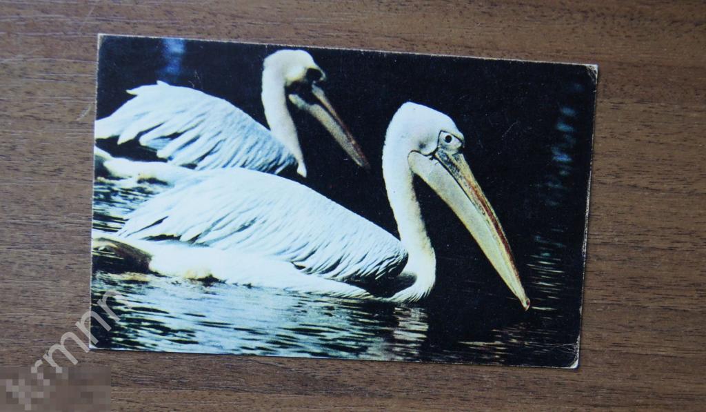 Открытка. Московский зоопарк. Пеликан К598 