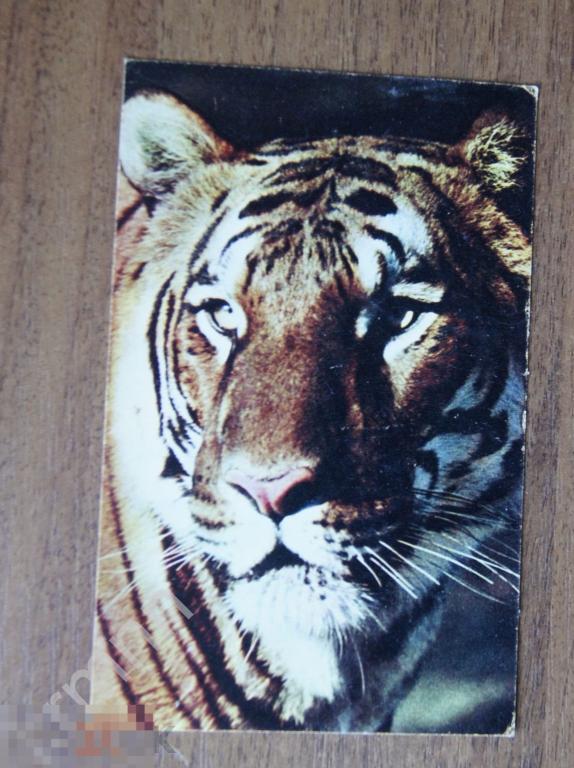 Открытка. Московский зоопарк. Тигр К598 