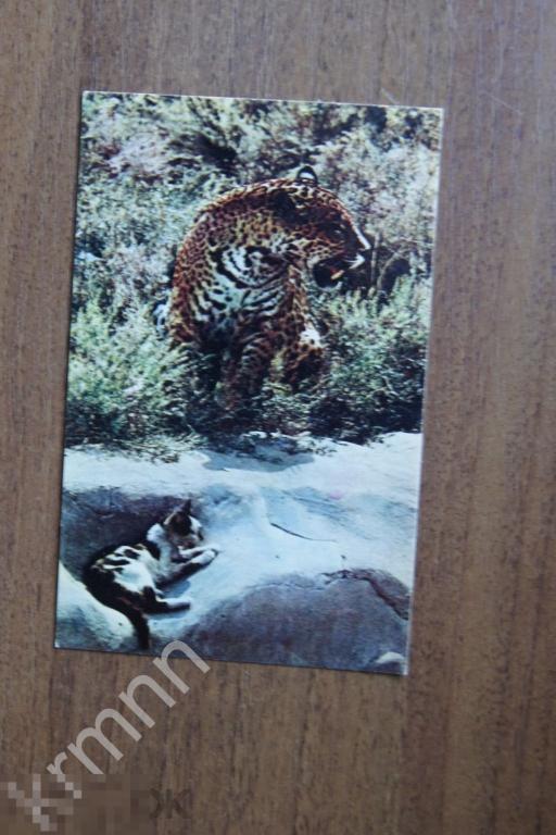 Открытка. Московский зоопарк. Ягуар К598 