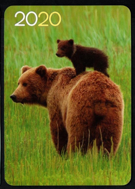 КК 2020 дикие животные. Медведь. фауна