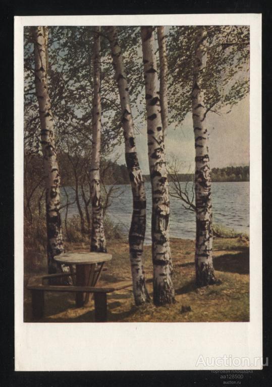 180 ДМПК 24.02 1962 В.И. Панова Березы чистая сохранность белая