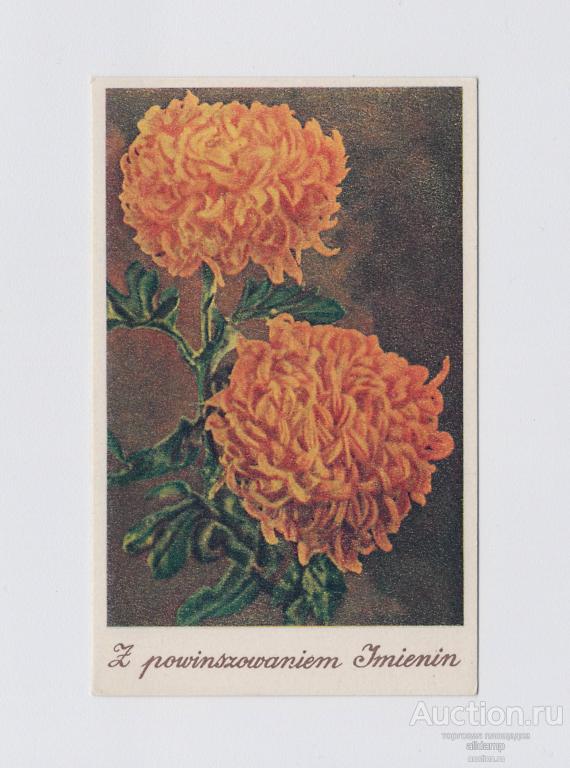 Открытка иностранная Польша Цветы 1951 чистая поздравительная польская соцлагерь пнр хризантема