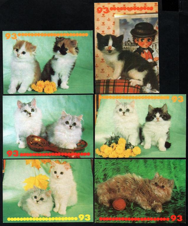 КК 1993 кошки, котята. 6 шт