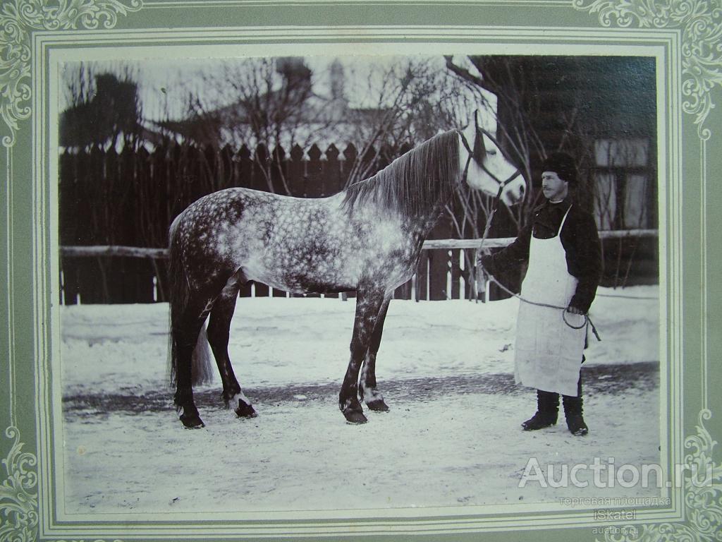 скакун ЛОШАДЬ фотография 1890-е