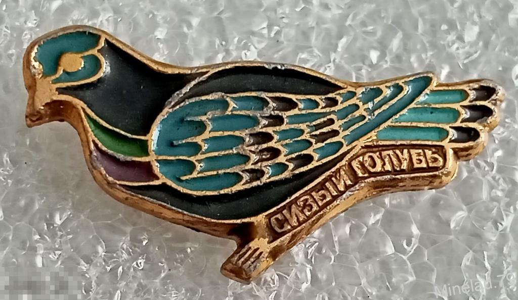 Значок Сизый голубь 