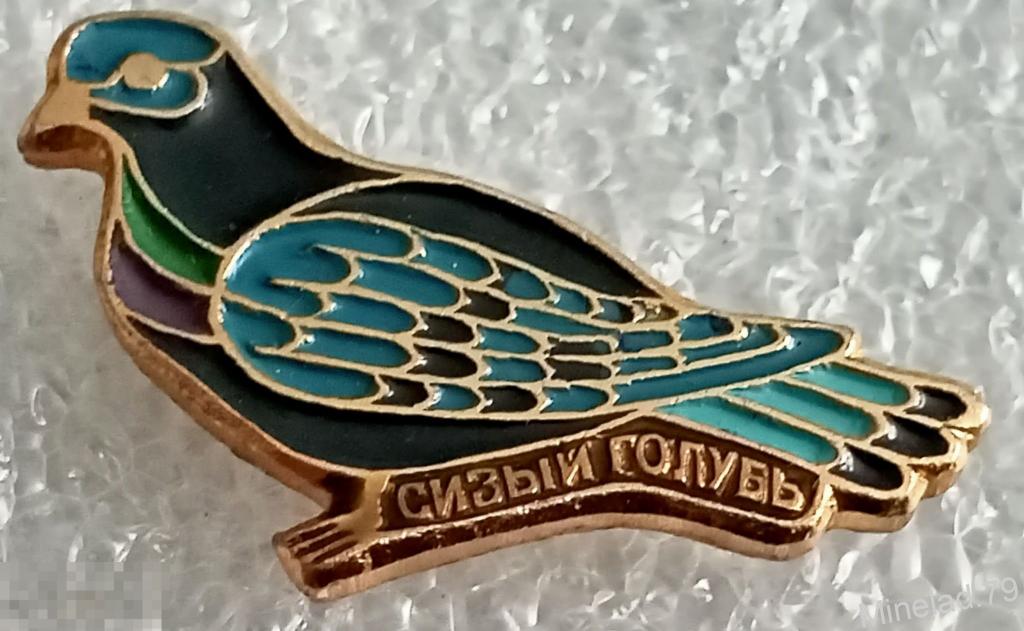 Значок Сизый голубь 