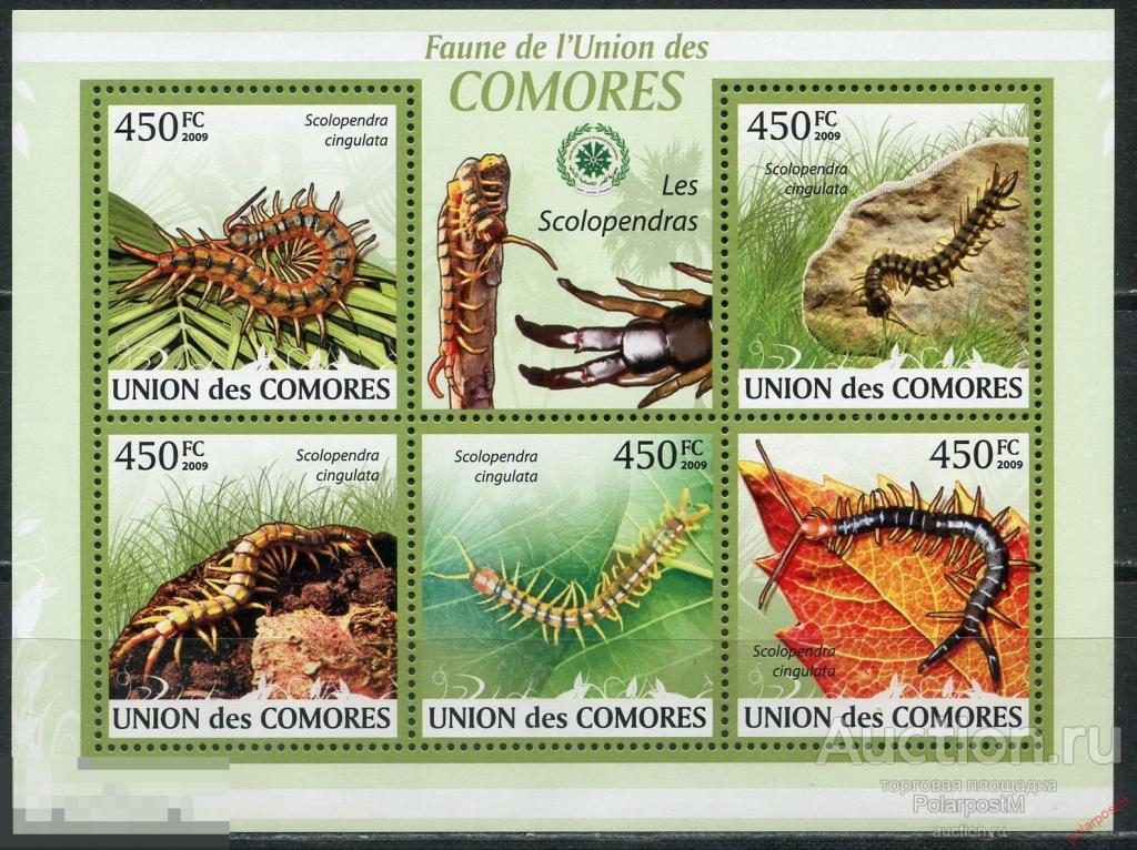Коморские острова 2009 KU051-1 Насекомые – Сороконожка. фауна 