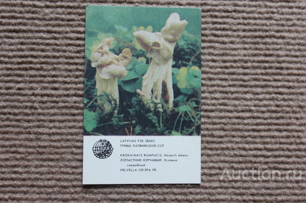 Карманный календарик 1986 Грибы Латвийской ССР