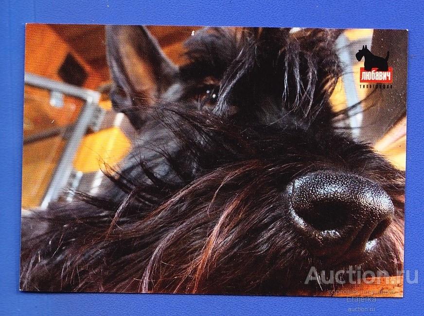 Скотч терьер Собака Рекламный 2014 типография Календарик