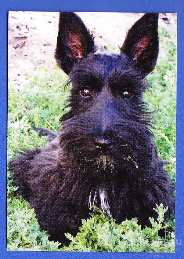 Скотч терьер Собака Рекламный 2014 типография Календарик