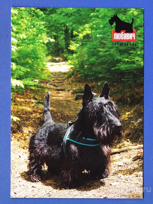 Скотч терьер Собака Рекламный 2014 типография Календарик