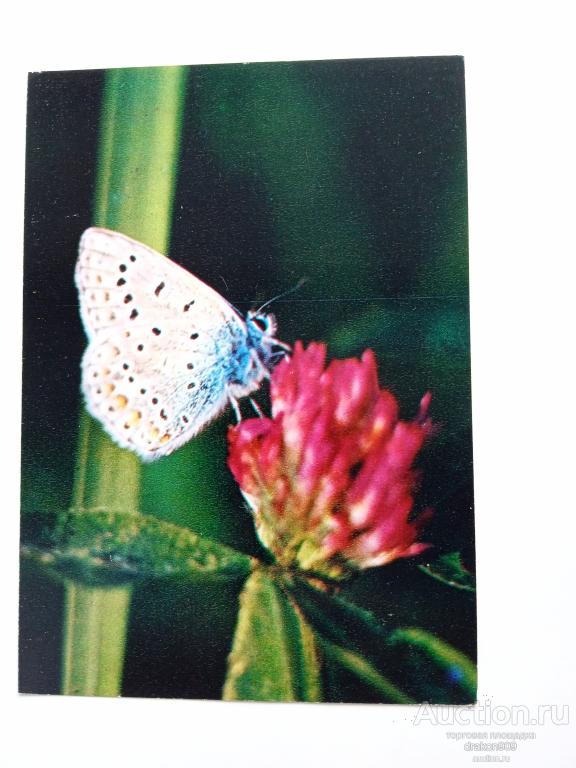 Открытка. Голубянка Икар.Бабочка.Насекомые.Фото В.Кашо.1980