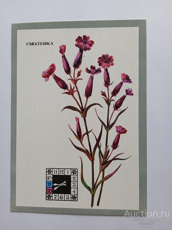 Открытка. Смолевка.Цветы.Растение.Фото А.Куртенко.1980