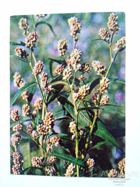Открытка. Горец перечный.Растение.Фото А.Терзиева.1981