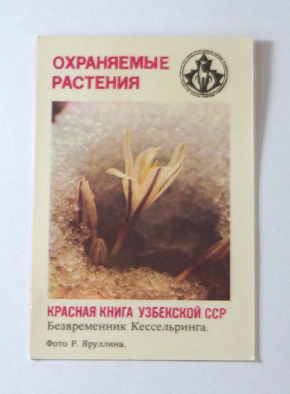 Календарь. Охраняемые растения Узбекской СССР 1987 г (к-8)