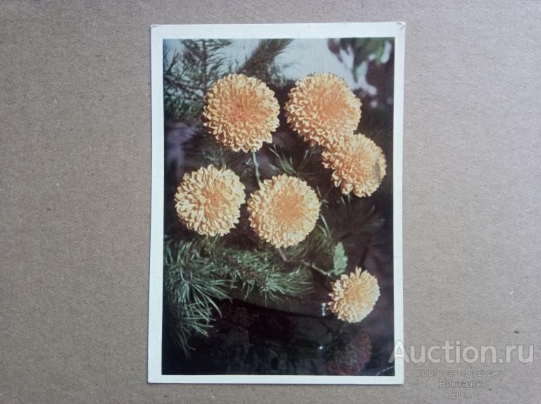 Открытка Хризантемы фото Разумова 1968