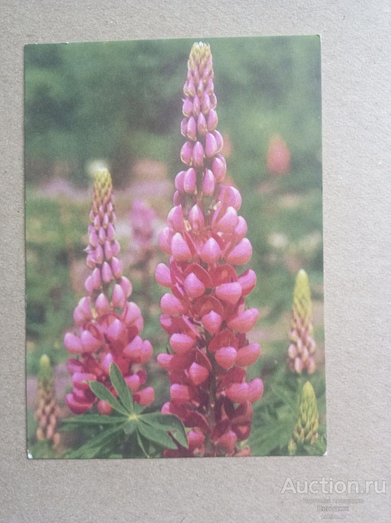 Открытка Люпин фото Раскина 1970
