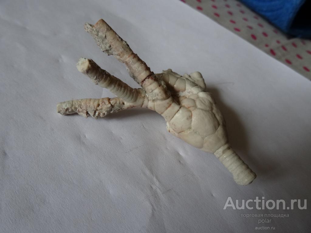 Чашечка морской лилии Moscovicrinus multiplex.