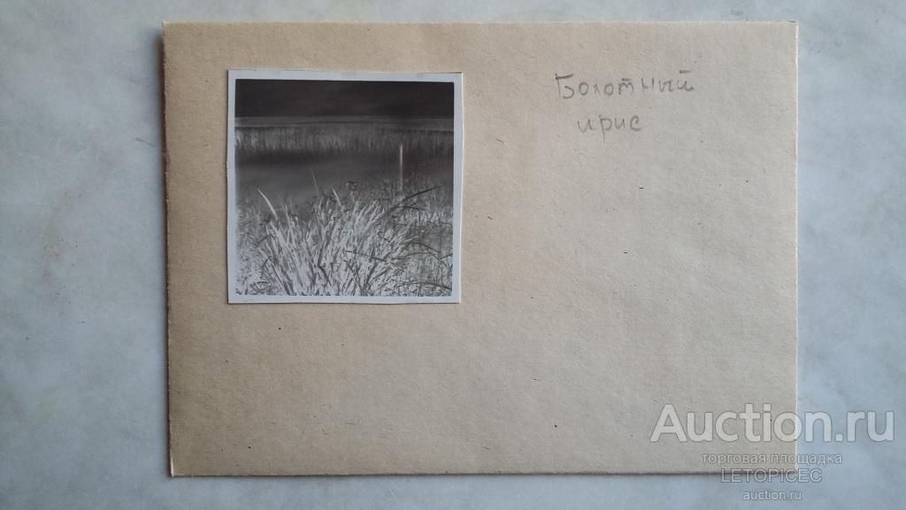 6х6 см.СЛАЙД(1шт) БОЛОТНЫЙ ИРИС около водоема Астраханская область ИКРЯНИНСкий район