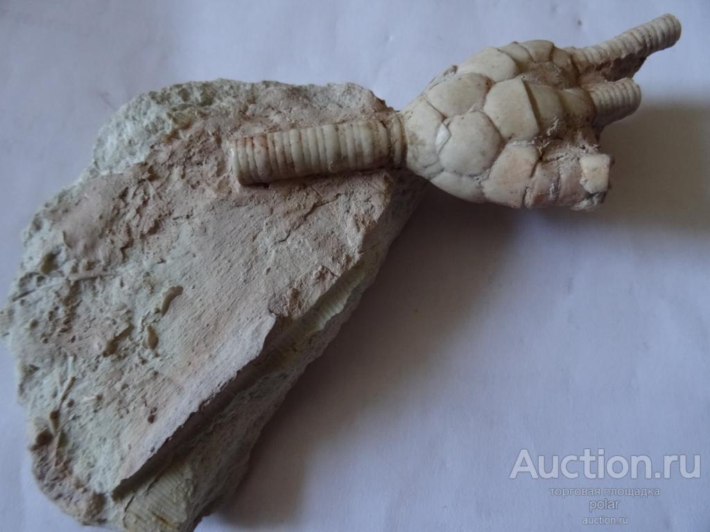 Чашечка морской лилии Moscovicrinus multiplex.