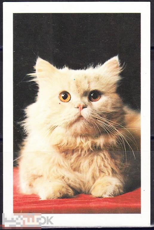 Календарик 1991 Фауна Породы кошек Кошки Котенок белый ЦДСА Тираж 150 000 