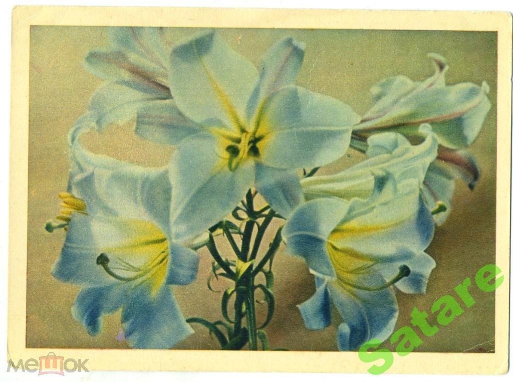 Лилии - Шагин И - 1963 год (210)