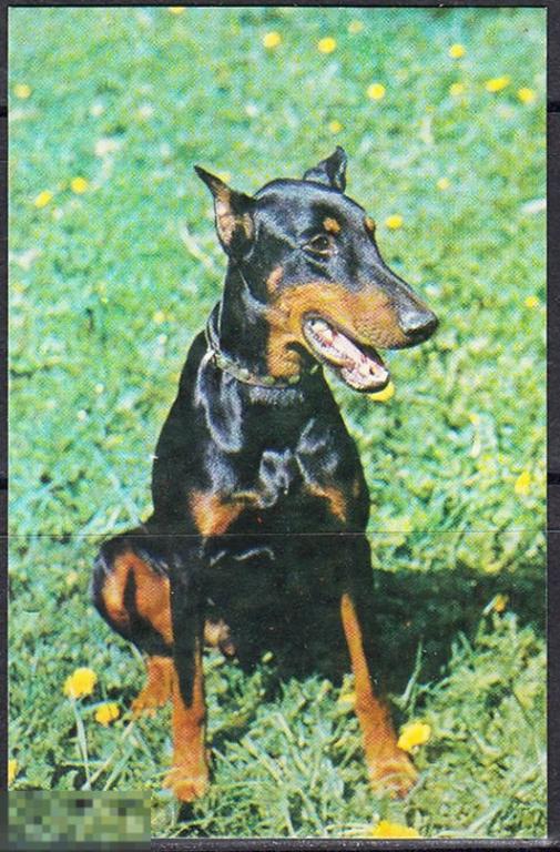 Календарик 1991 Фауна Собаки Доберман - пинчер Фото Ю. Чернышева Тираж 3 435 000