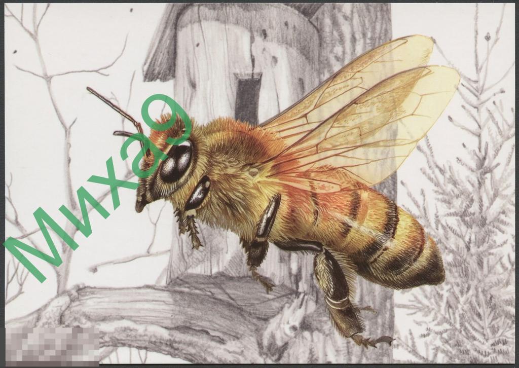 2020 ДПК Беларусь Пчела медоносная Насекомые Фауна 