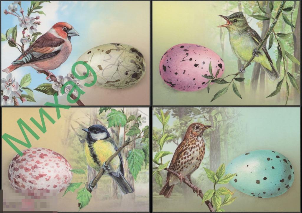 2020 ДПК Беларусь Яйца птиц Фауна Дубонос Пересмешка Синица Дрозд (4 шт.) 