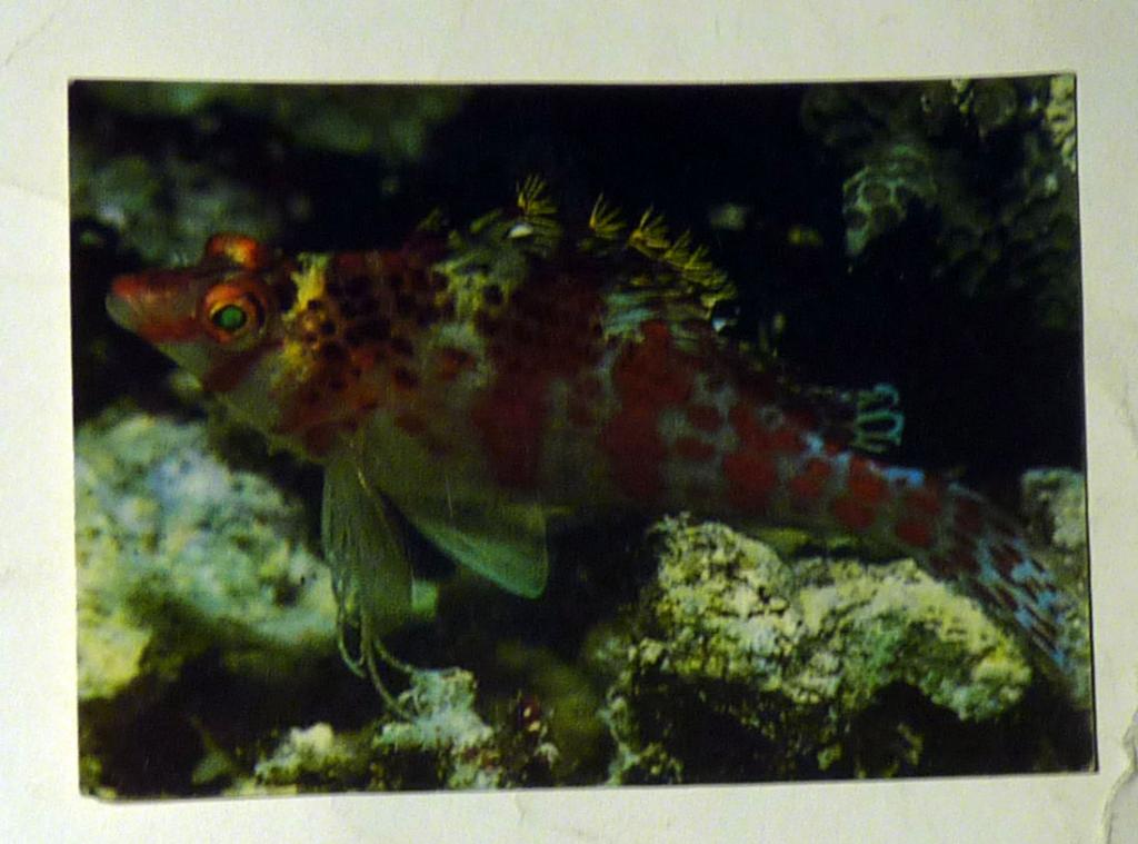 Календарик карманный 1993 Рыбка морская