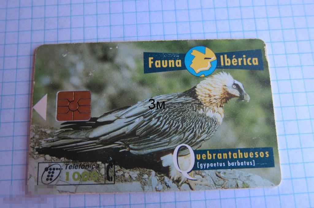 Испания. Фауна Иберики. Орёл. 
