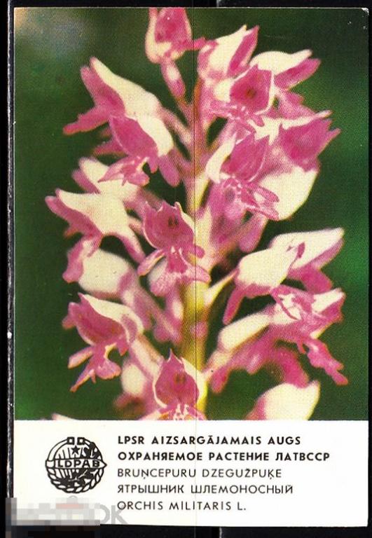 Календарик 1984 Охраняемое растение ЛАТВССР Ятрышник шлемоносный Флора Латвия Рига LDPAB 