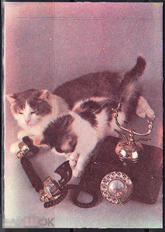 Календарик 1992 Кыргызстан Кошки Котята Телефон Трубка Кыргызский национальный театр драмы 