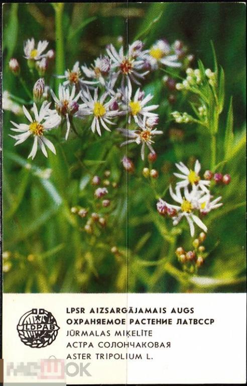 Календарик 1984 Охраняемое растение ЛАТВССР Астра солончаковая Флора Латвия Рига LDPAB 