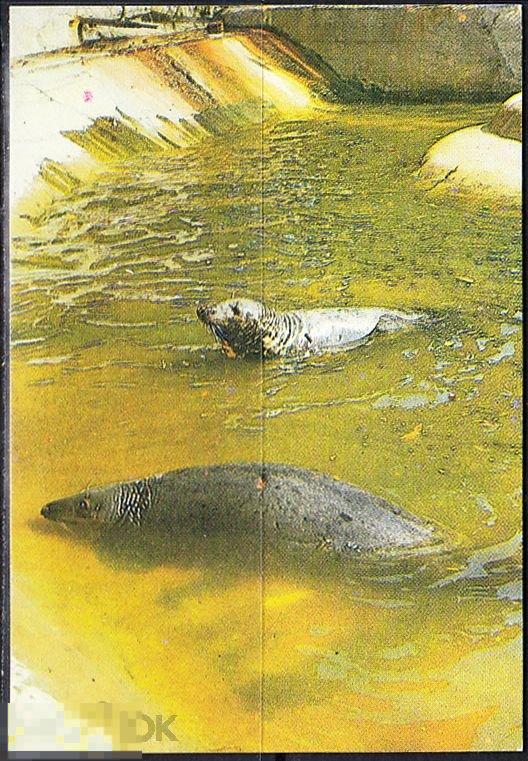Календарик 1989 Калининградский зоопарк Фауна Ластоногие Тюлени Калининград Тираж 55 556