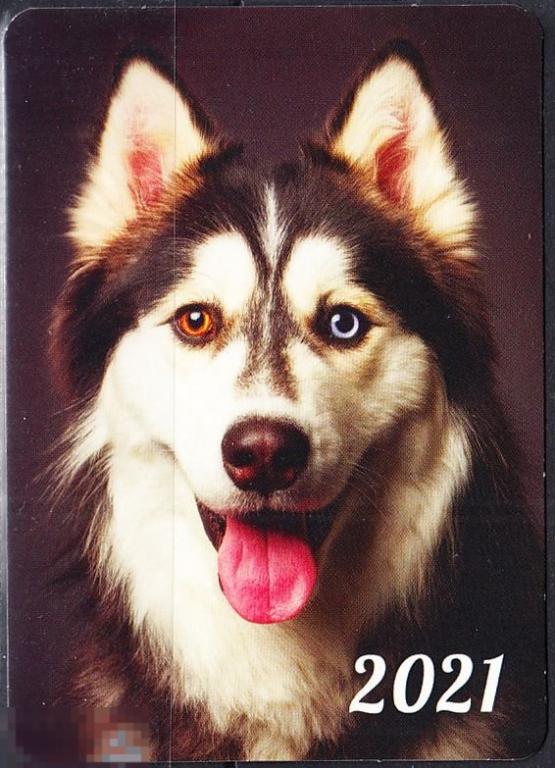 Календарик 2021 Фауна Собаки Лайка Хаски Калуга Реклама 