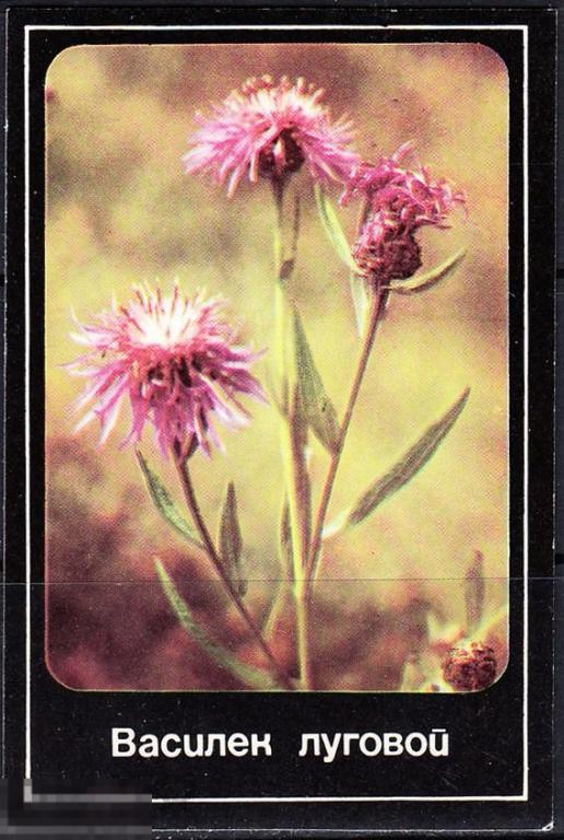 Календарик 1989 Василек луговой Всероссийское общество охраны природы Московский совет Тираж 100 000 