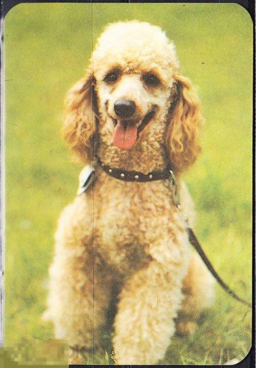 Календарик 1991 Фауна Собаки Пудель Белоруссия Тираж 166 670