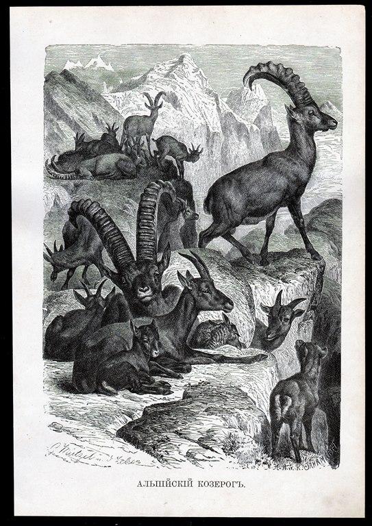 литография гравюра Альпийский Козерог  изд. СПБ..1896 год..ориг