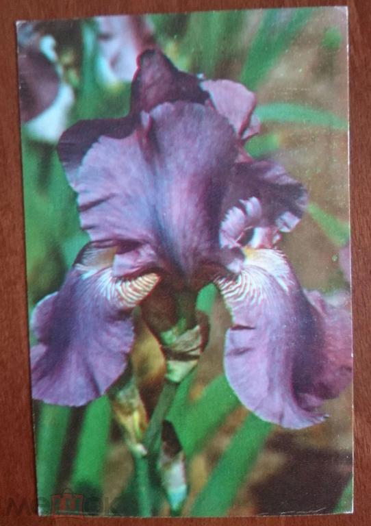 Ирис. фото Матанова 1976 г. чистая