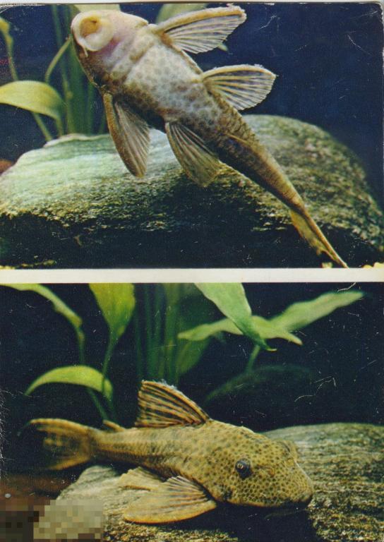 su1984 Плекостомус (Кольчужные сомы). Аквариумные рыбы. Фото С. Кочетова Изд. Планета 