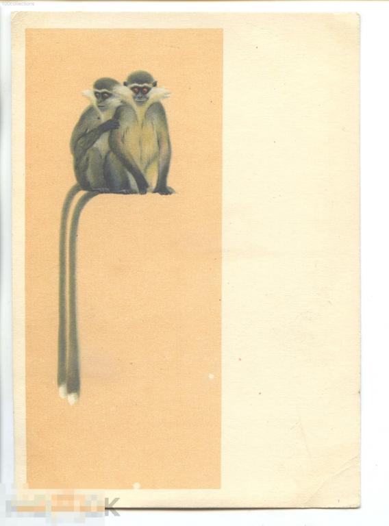 su1954 Зеленые мартышки. Худ. В. Трофимов. ИЗОГИЗ 